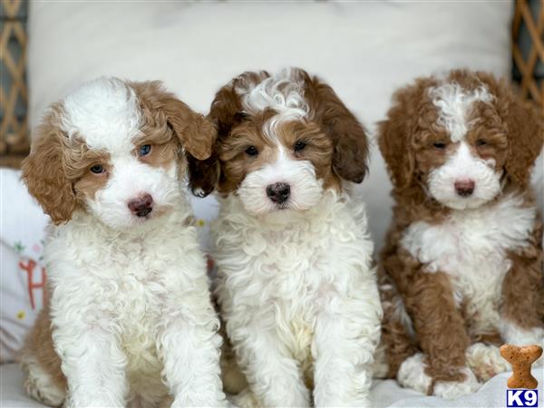 f1goldens Picture 1